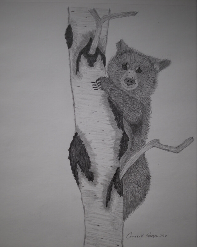Bearcub Pencil Sketch