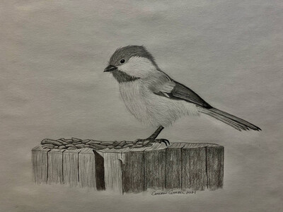 Chickadee Pencil Sketch