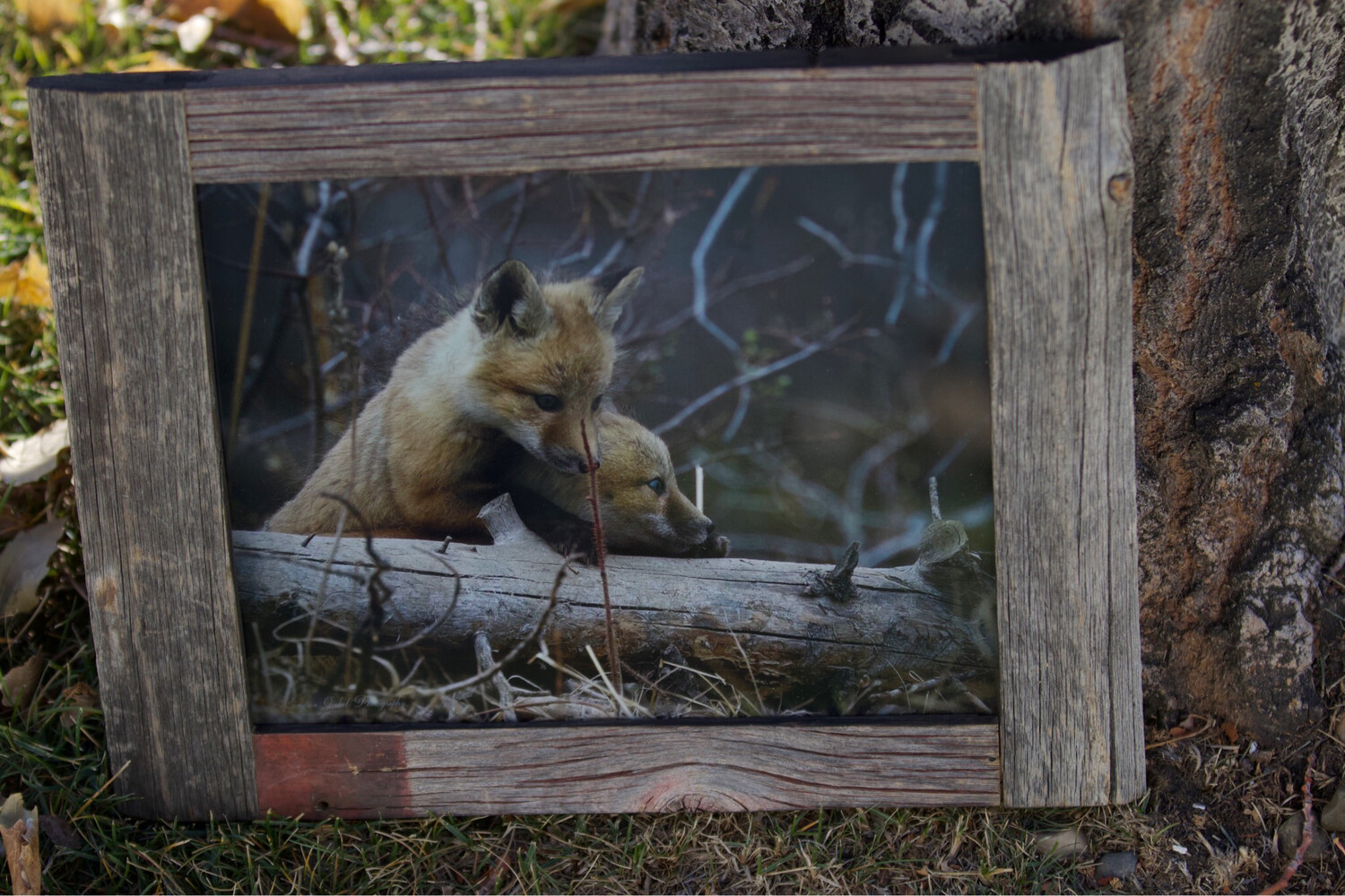 Red Fox Kits