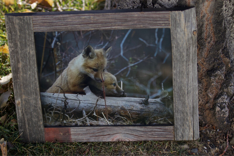 Red Fox Kits