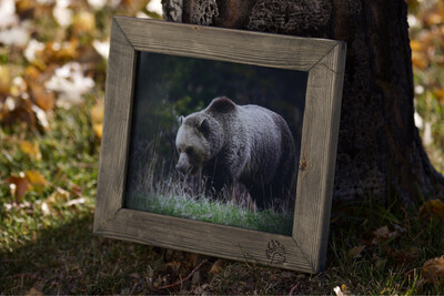 “ NEW “ 8x10 Framed Alberta Grizzly C/W A Beautiful Rustic Solid Wood Frame