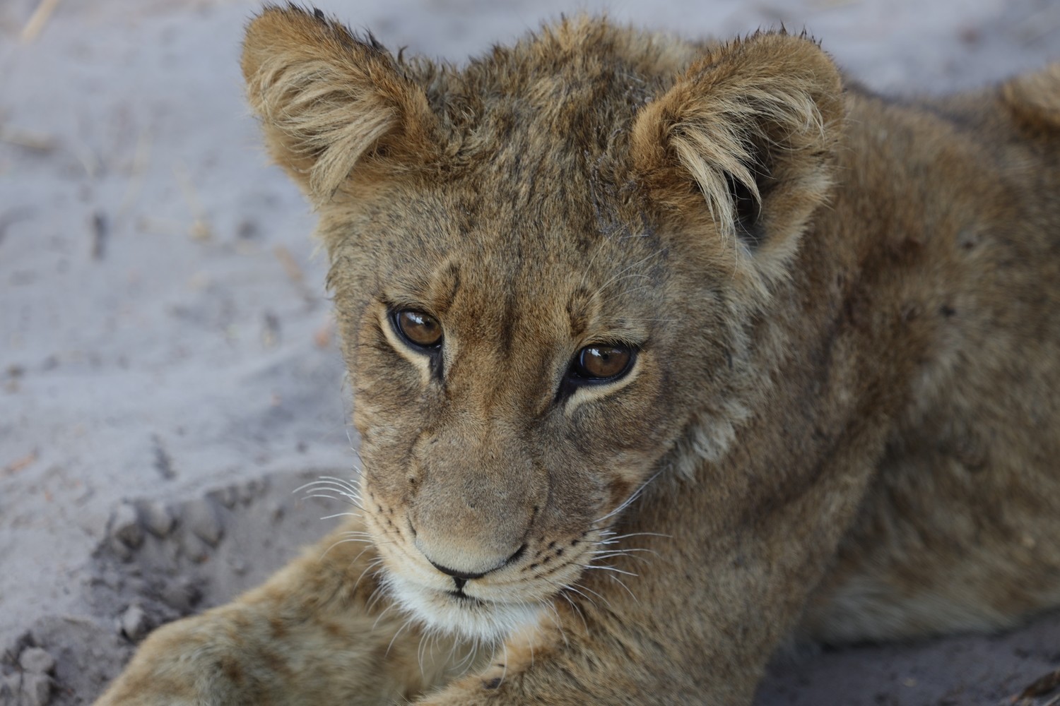 LIMITED EDITION  &quot;LION CUB&quot;