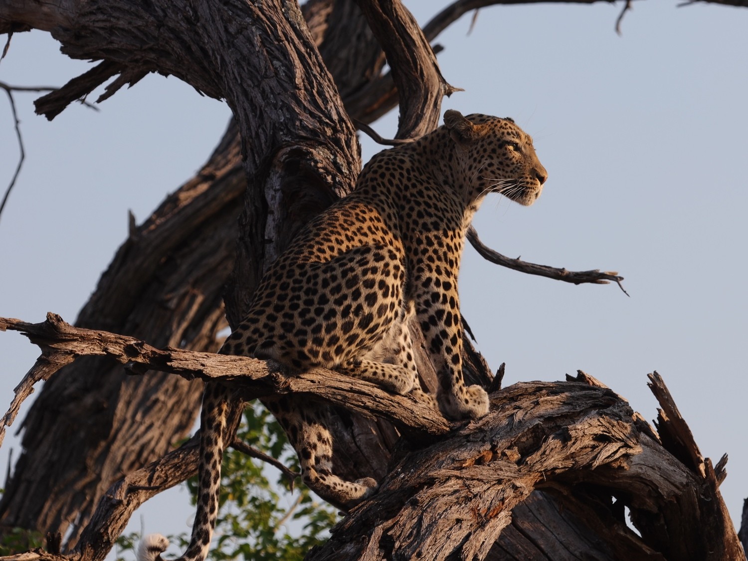 LIMITED EDITION &quot;CLASSIC LEOPARD&quot;