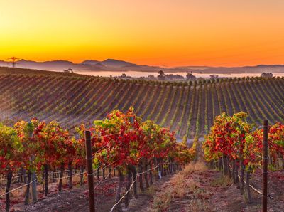 California Wine Tasting – 11/6/2026