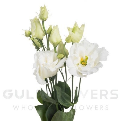 Eustoma