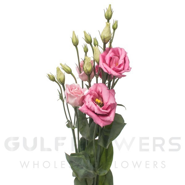 Eustoma double rosita rose pink L-75