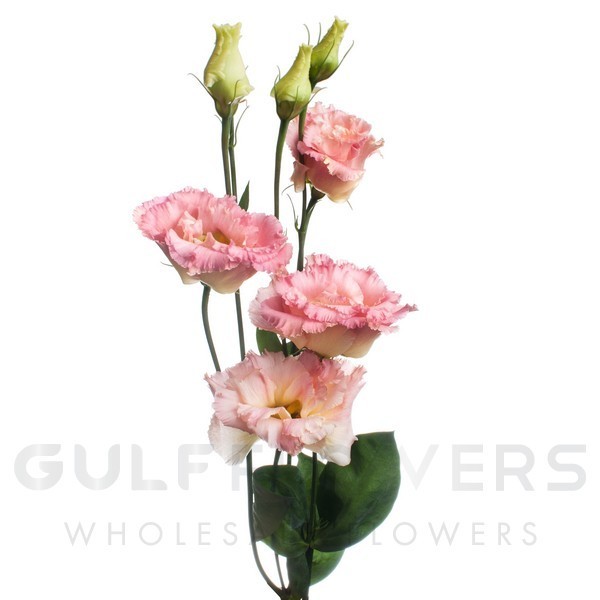 Eustoma double alissa champagne L-70