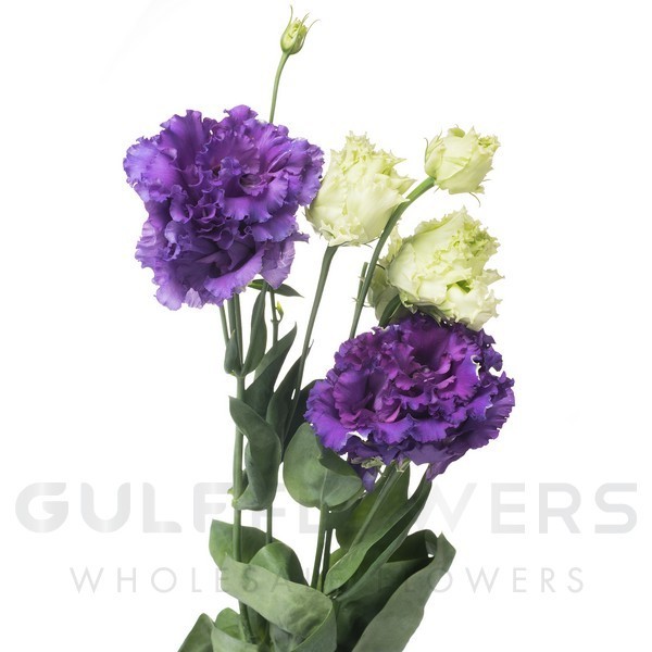 Eustoma double alissa blue L-70