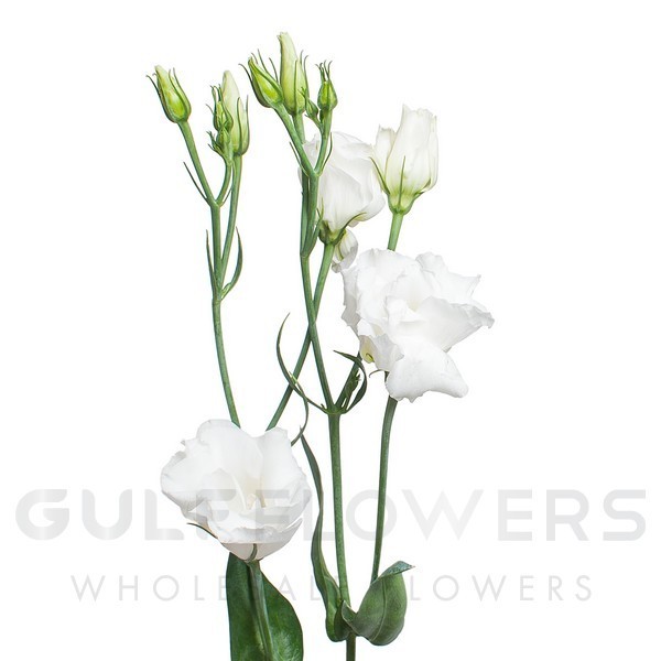 Eustoma double excalibur pure white L-75