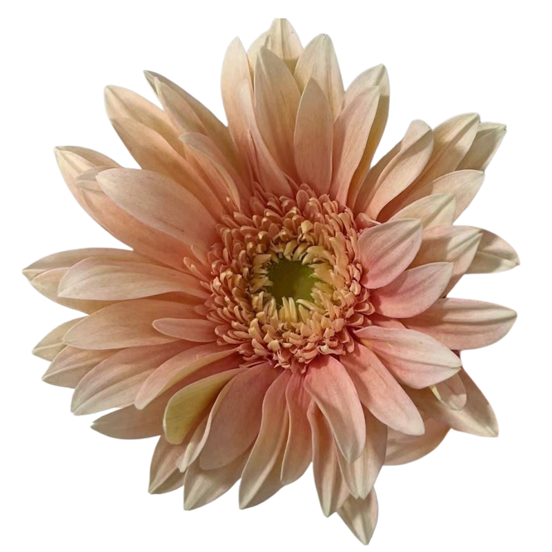 Gerbera aegean sea