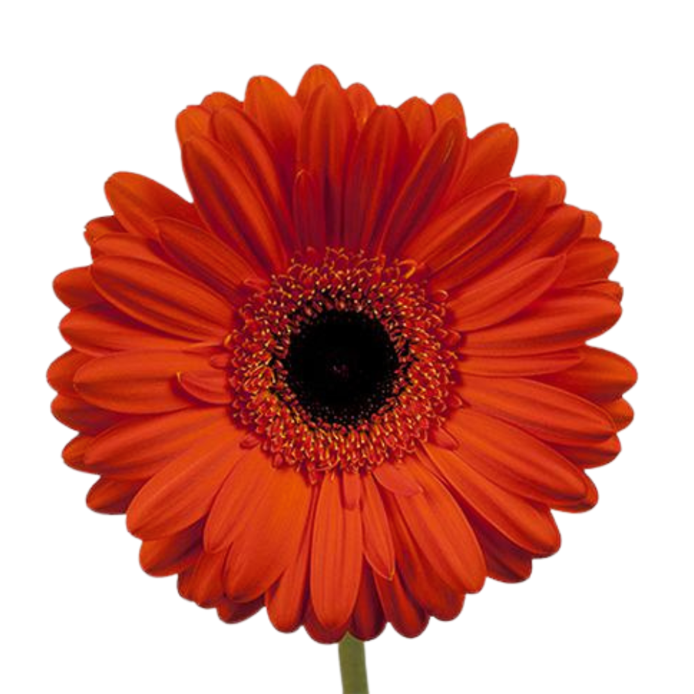 Gerbera applause