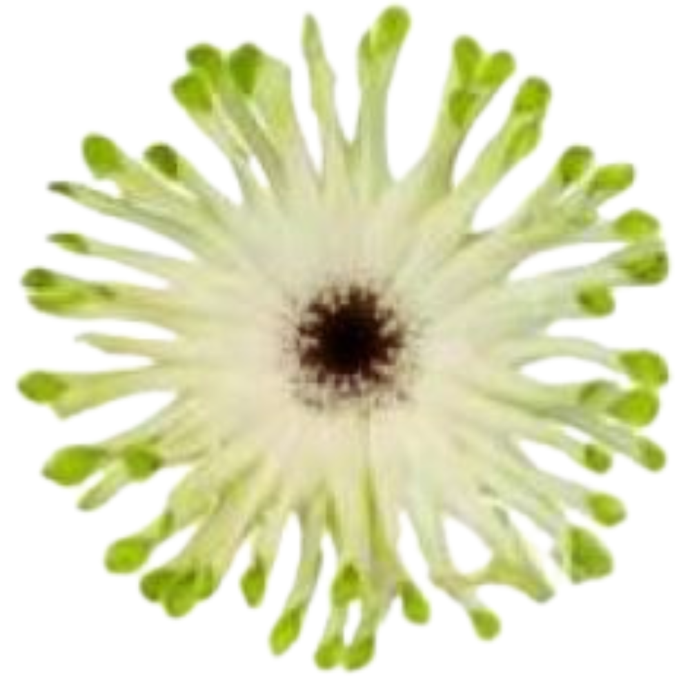 Gerbera airroll venice