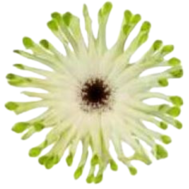 Gerbera airroll venice