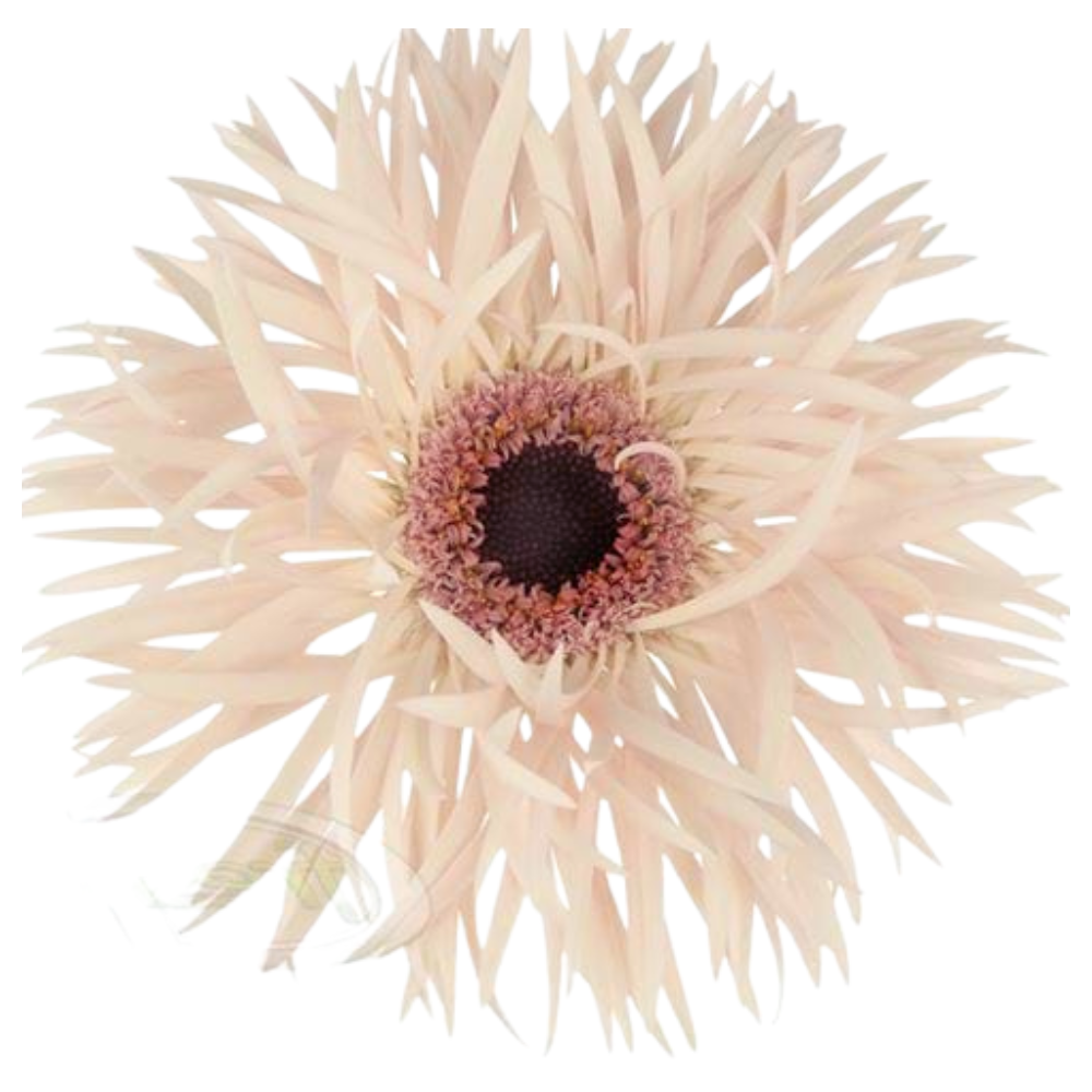 Gerbera cream springs