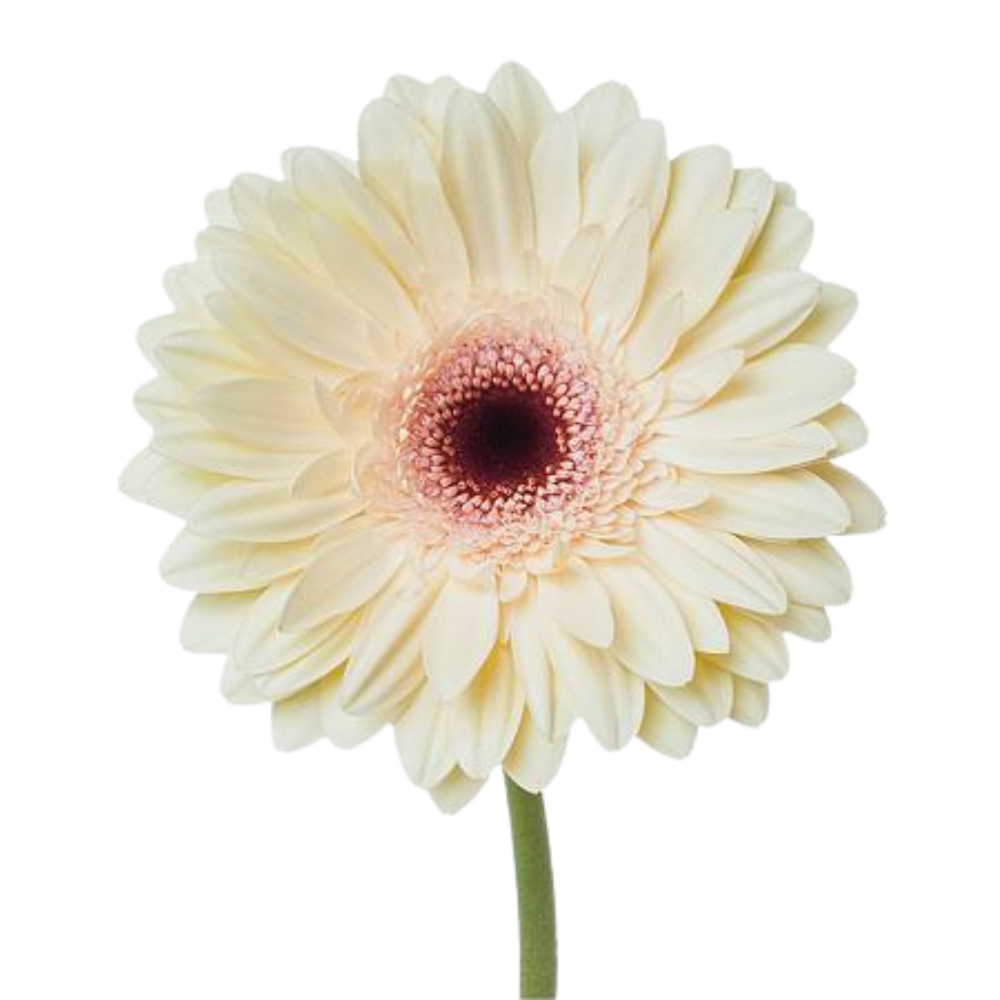 Gerbera eclair