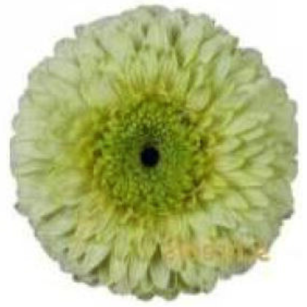 Gerbera edinburgh