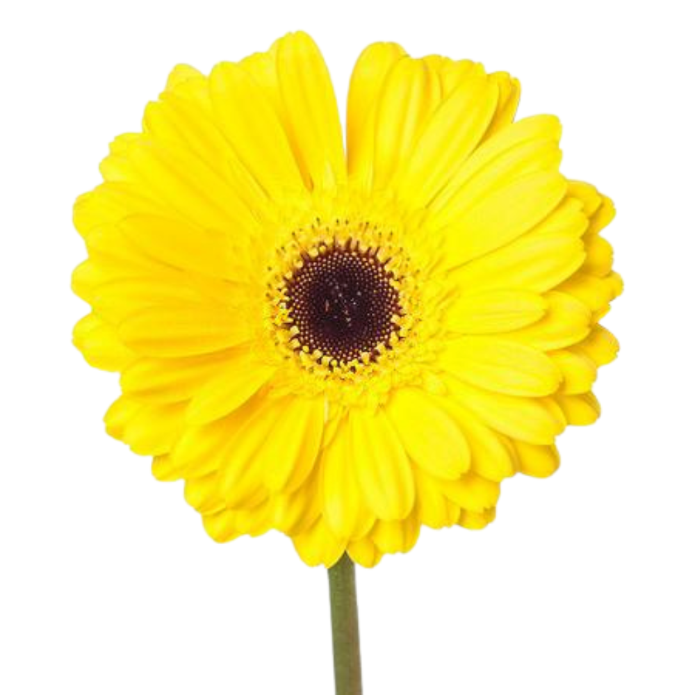 Gerbera don leo