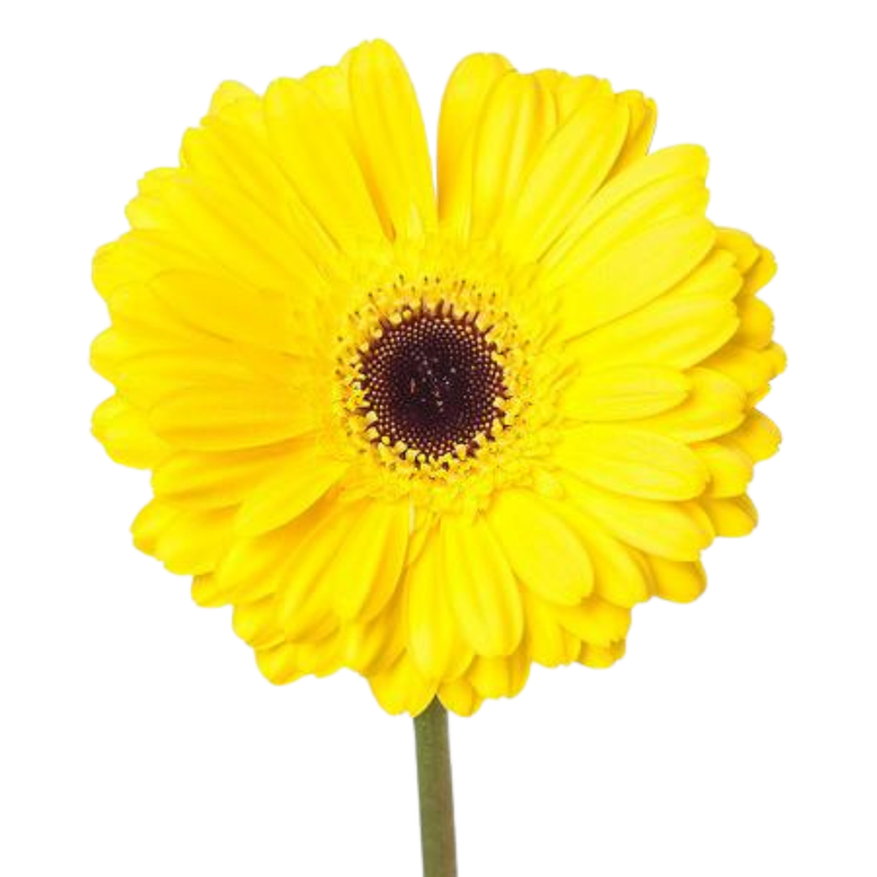Gerbera don leo