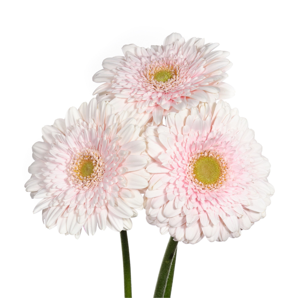Gerbera gerponi big one