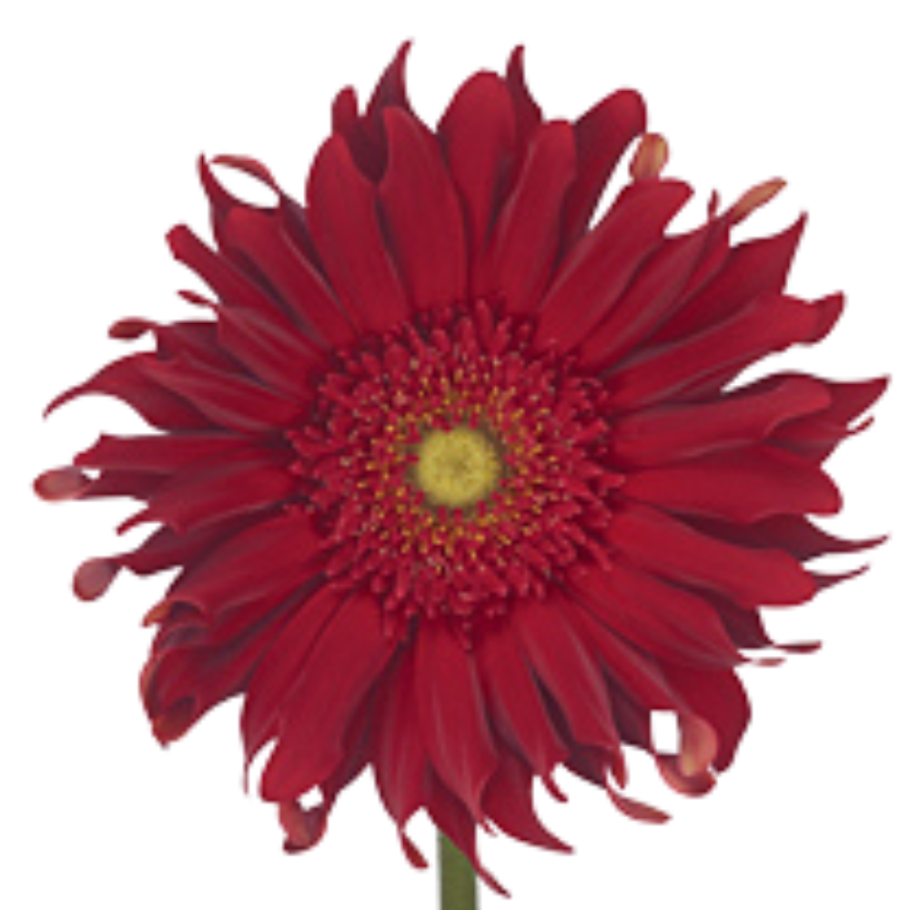 Gerbera gerpasta brenn