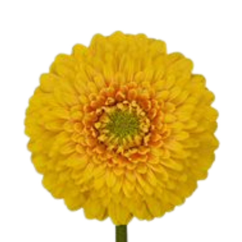 Gerbera gerponi sunlight