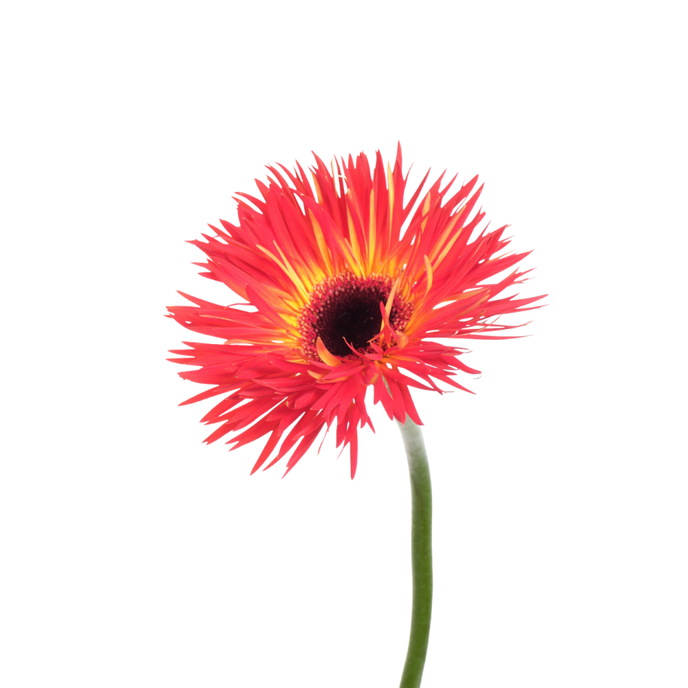 Gerbera gerrondo terra maga