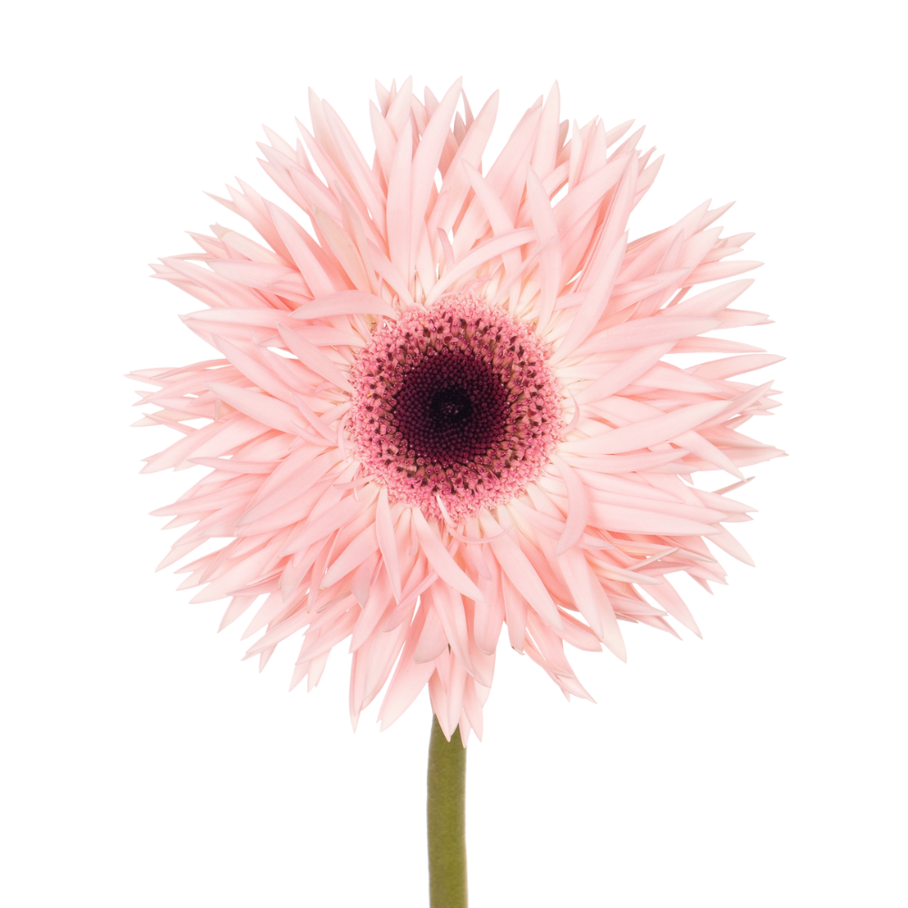 Gerbera gerspider abu