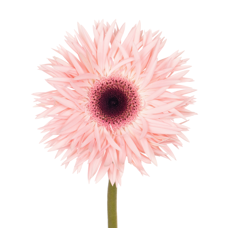 Gerbera gerspider abu