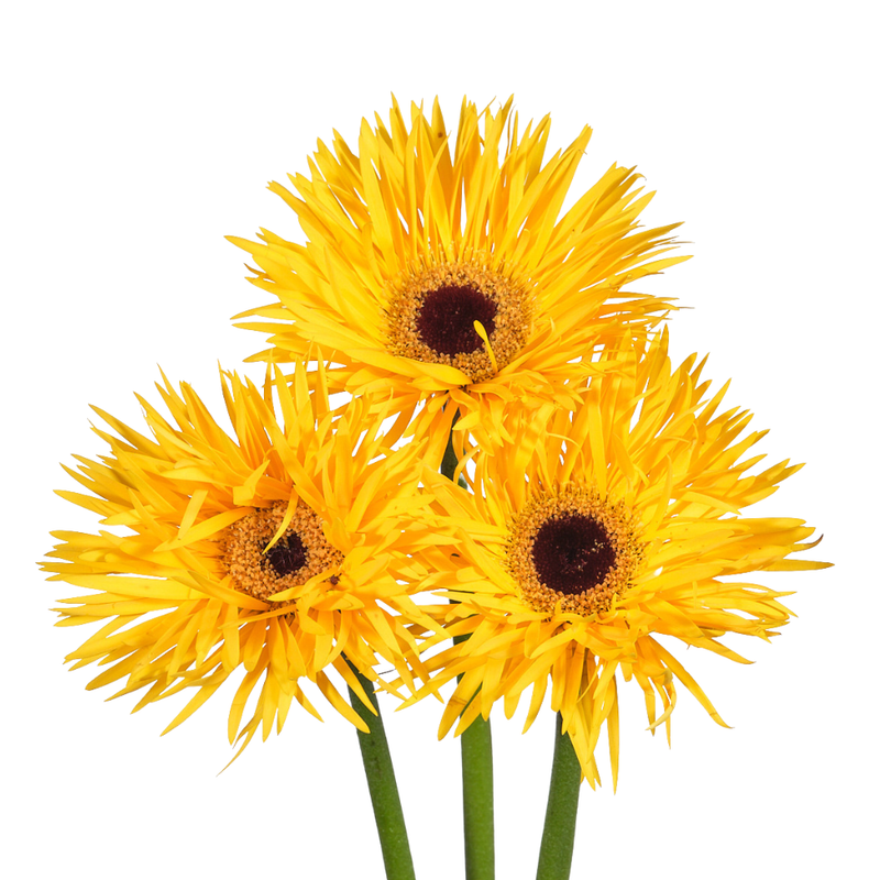Gerbera gerspider bravery