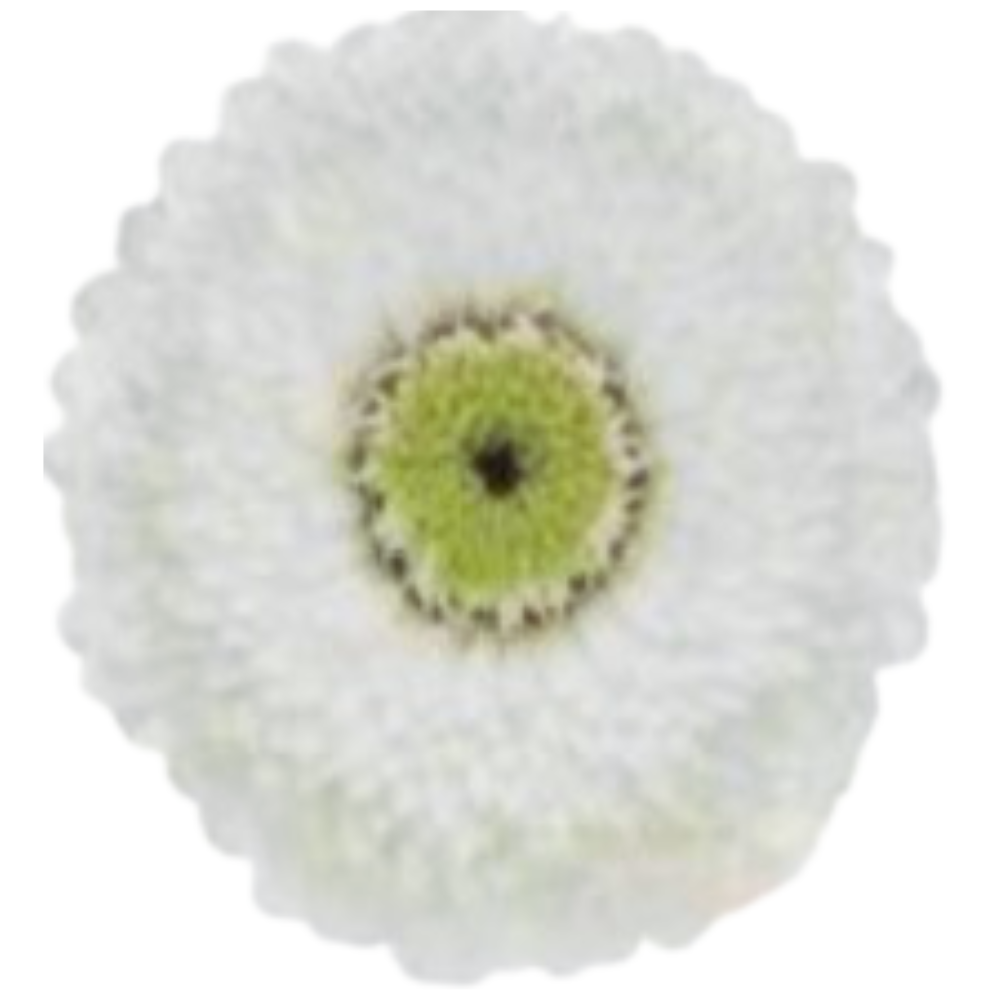 Gerbera ireland