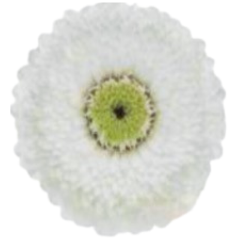 Gerbera ireland