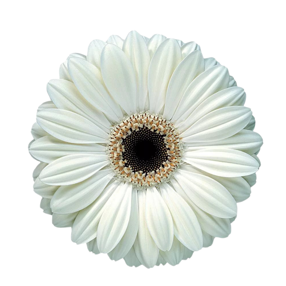 Gerbera iceberg