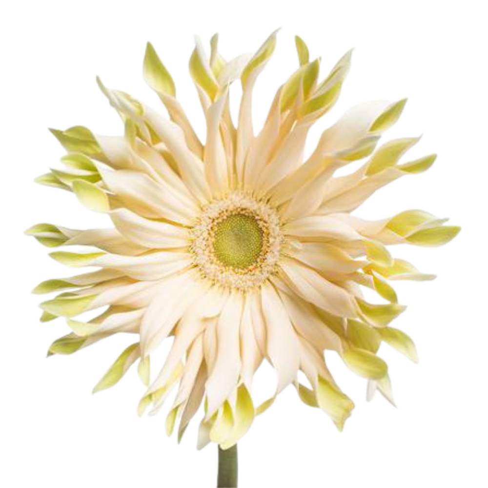 Gerbera pasta carbonara