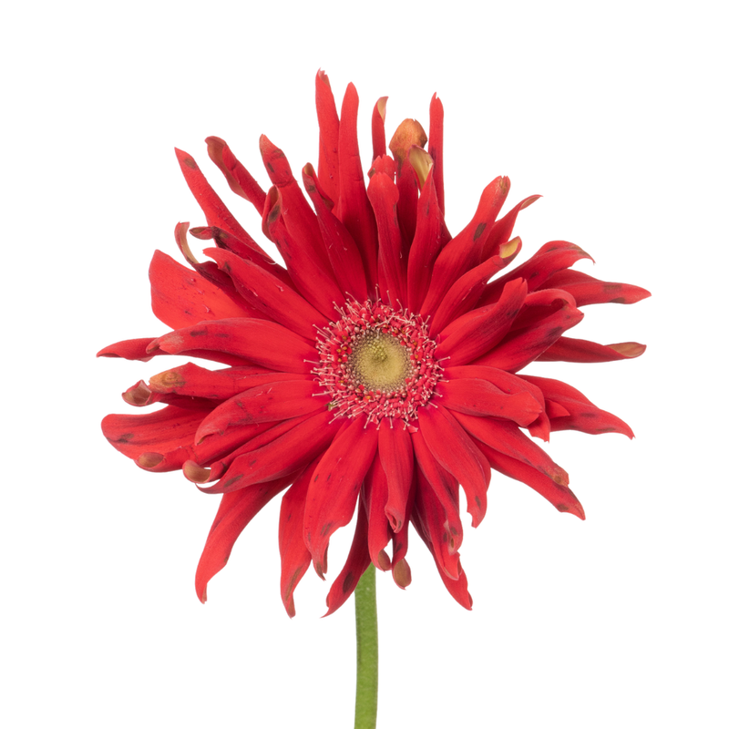Gerbera pasta pomodoro