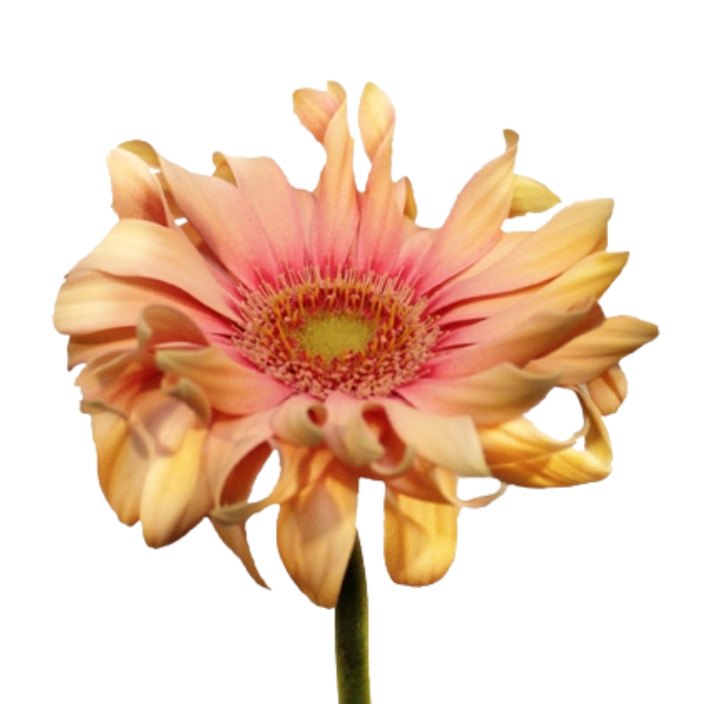 Gerbera pasta rosata