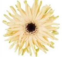 Gerbera omelettes sweden