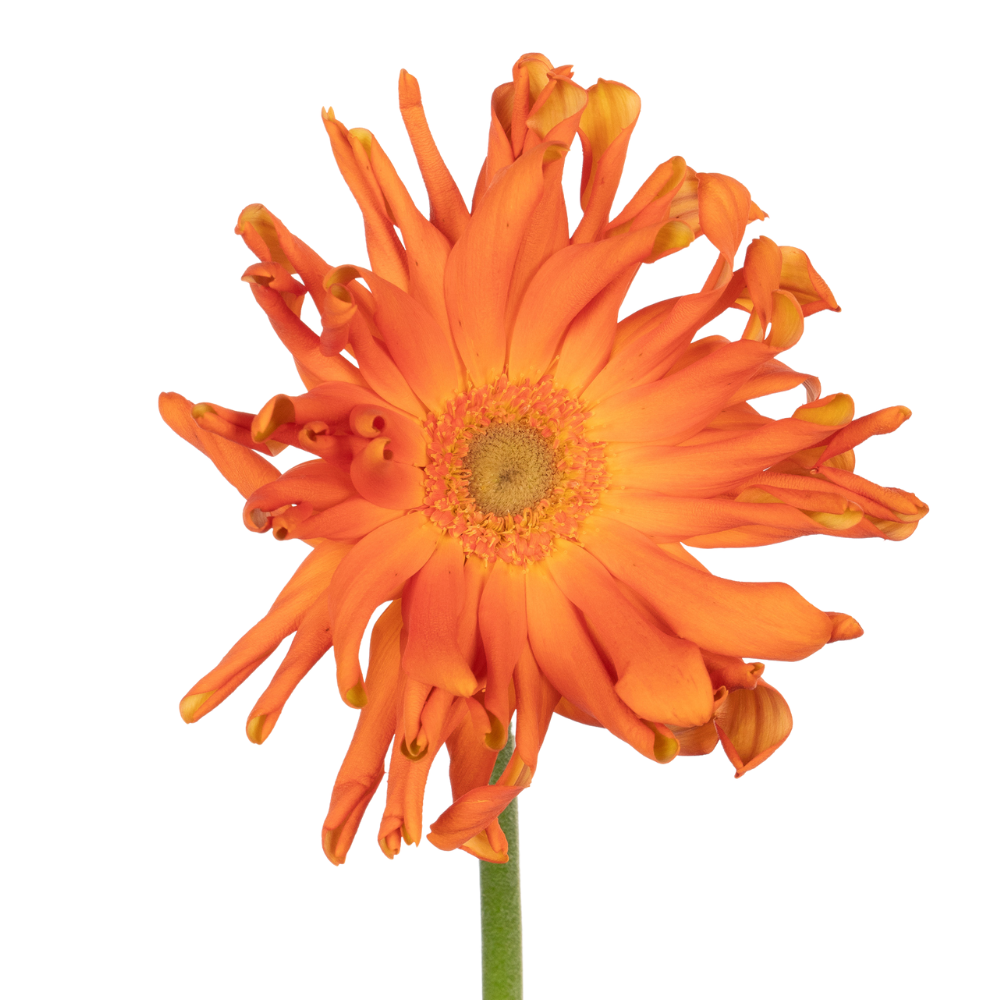 Gerbera pasta marinara
