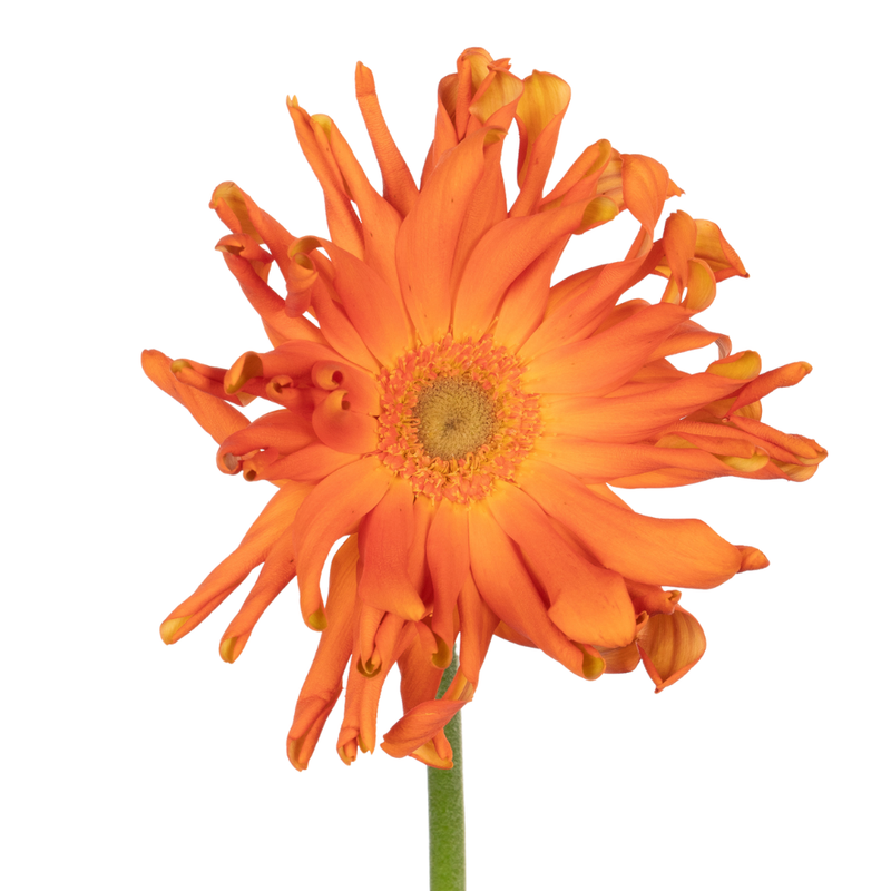Gerbera pasta marinara