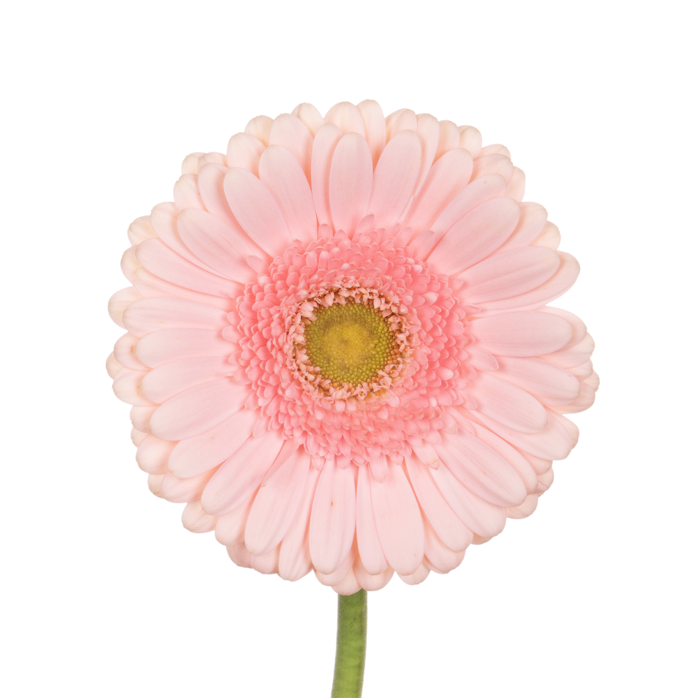 Gerbera pink