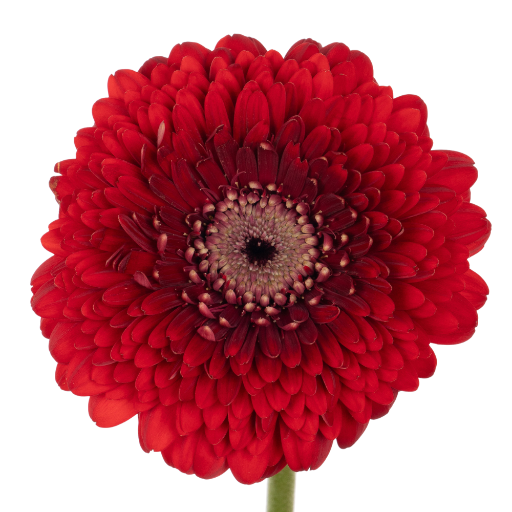 Gerbera pomponi floyd