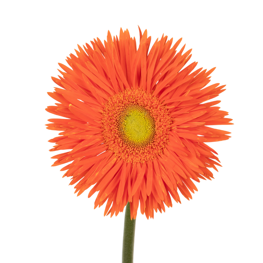 Gerbera yari