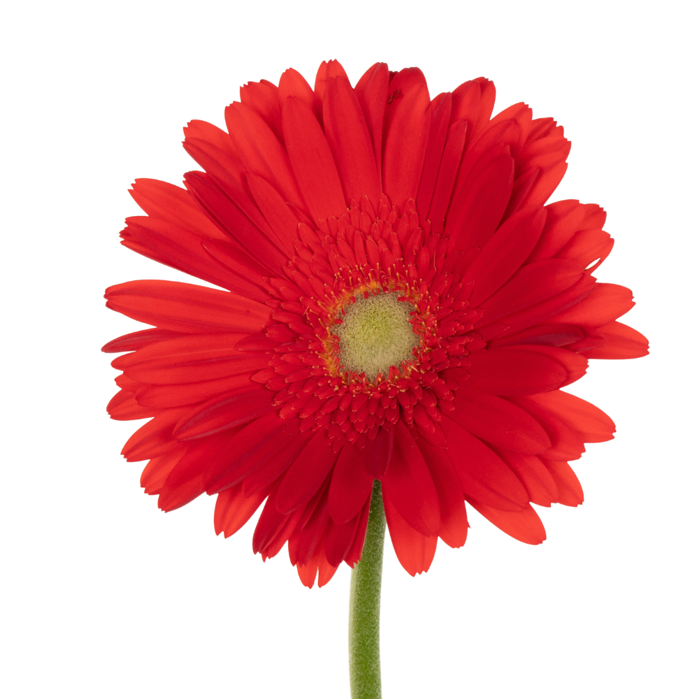 Gerbera red
