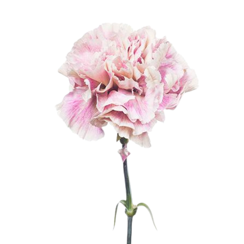 Carnation antigua