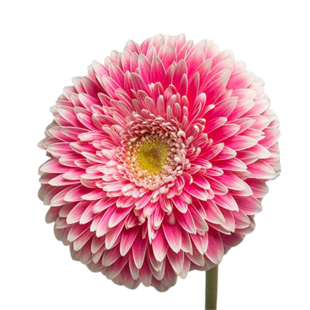 Gerbera pomponi power ball