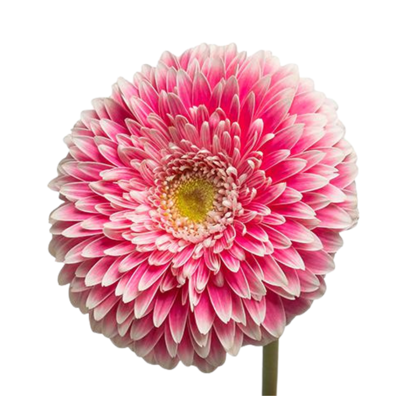 Gerbera pomponi power ball