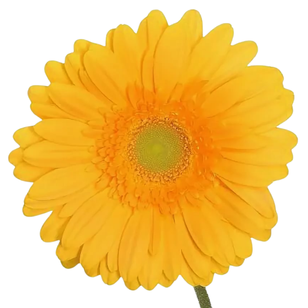 Gerbera submarine