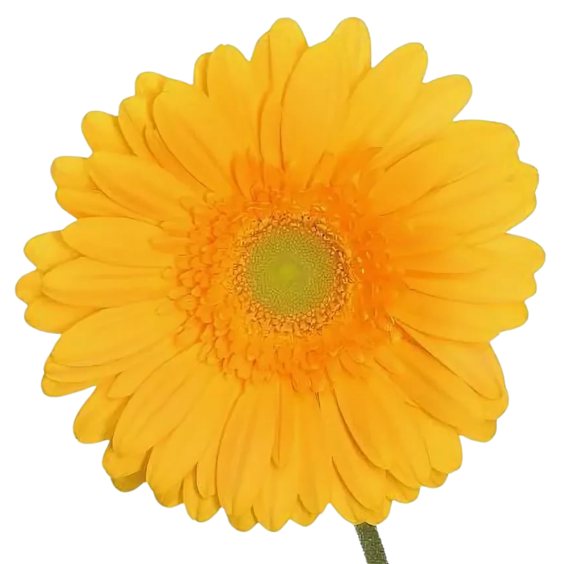 Gerbera submarine