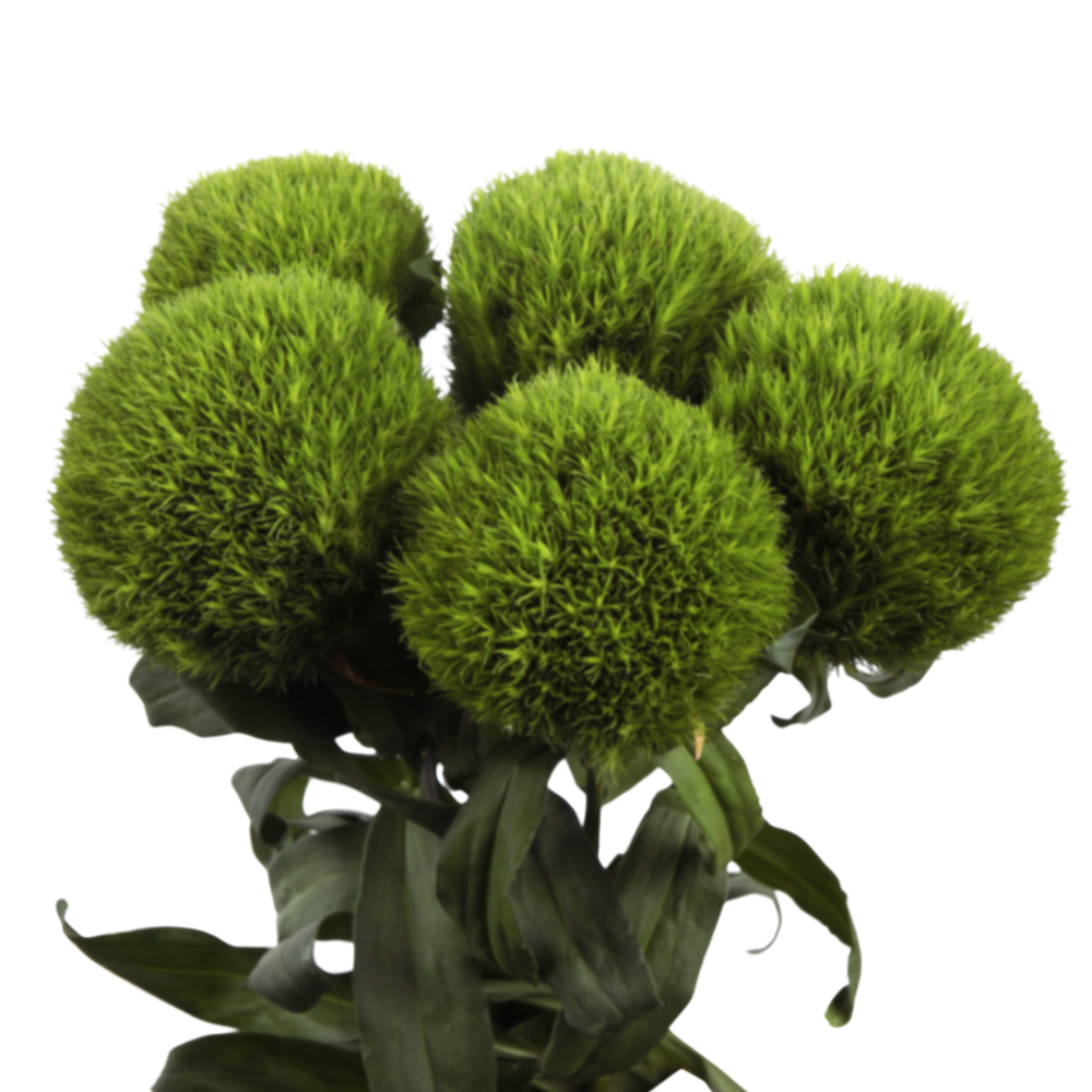 Carnation barbatus kiwi mellow