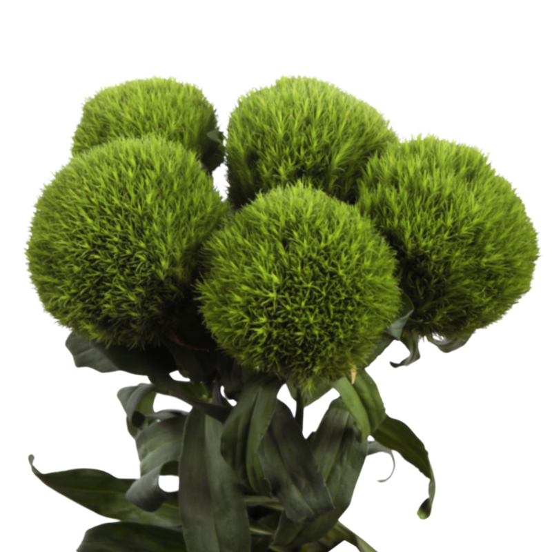 Carnation barbatus kiwi mellow