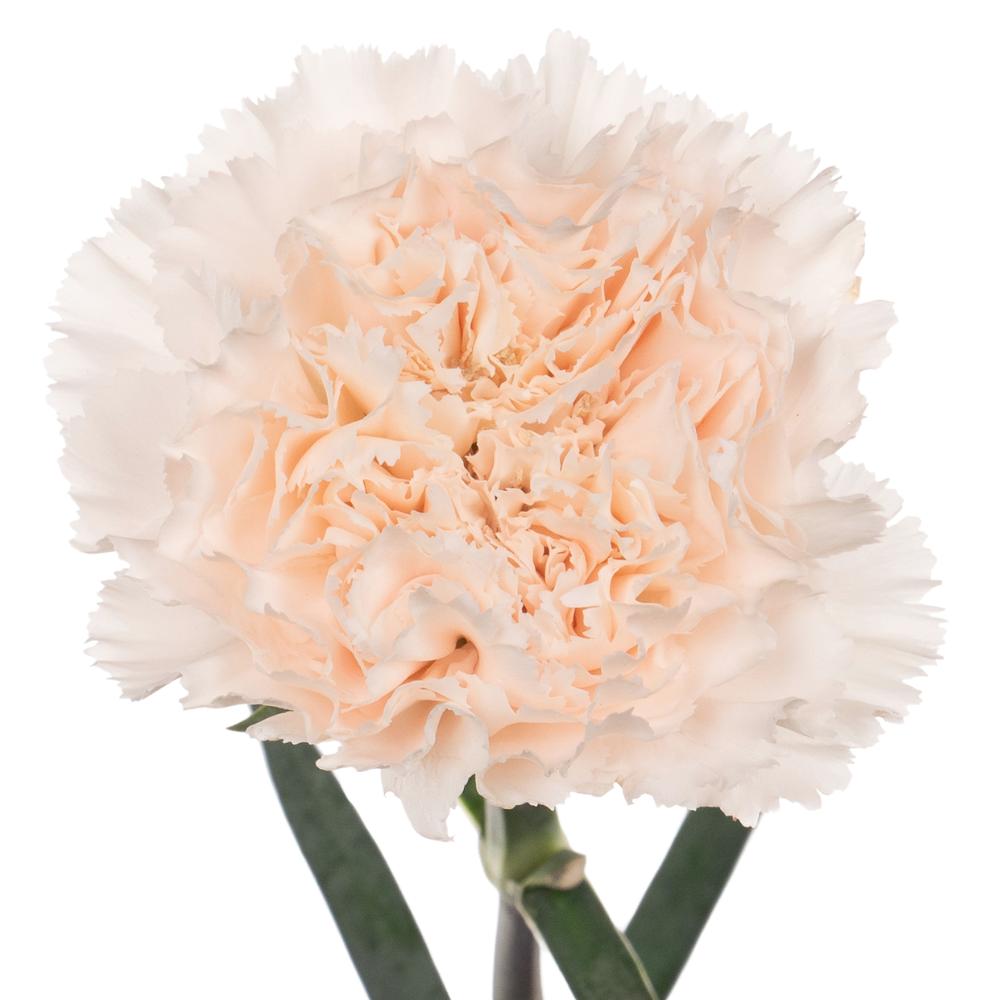 Carnation brut